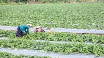 خضراوات عيد رأس السنة.. مزارعون في فيتنام يكثفون الإنتاج لتأمين احتياجات الأسواق المحلية